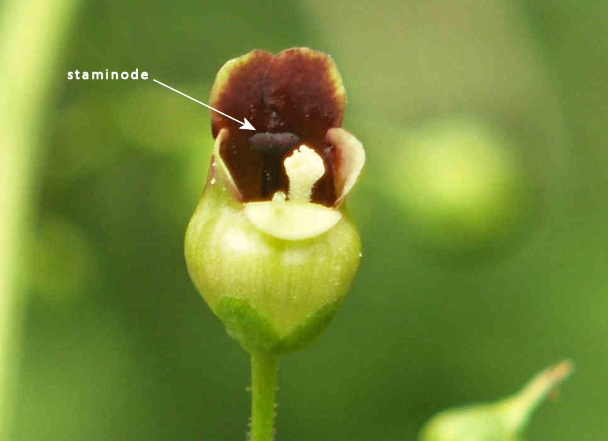 Figwort, Common